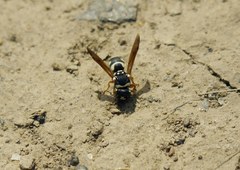 Parodontodynerus ephippium