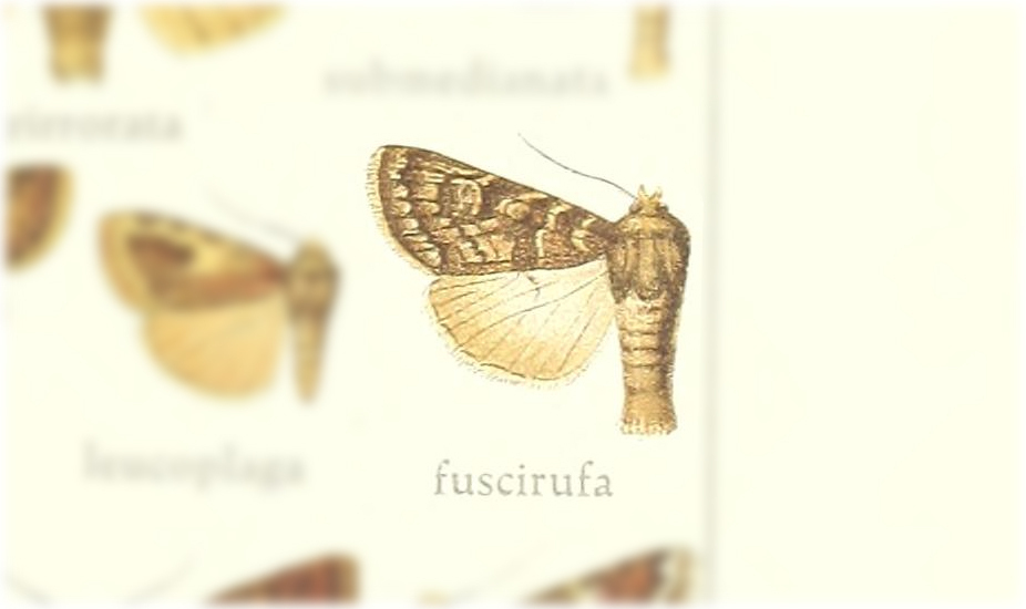 Apospasta fuscirufa