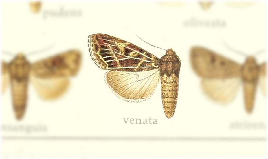 Apospasta venata