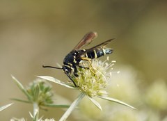 Paranthrene tabaniformis