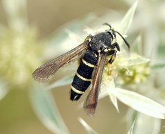 Paranthrene tabaniformis