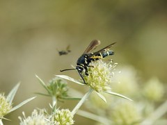 Paranthrene tabaniformis