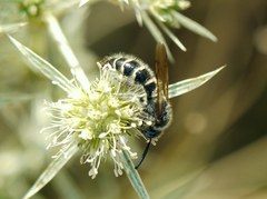 Colpa quinquecincta