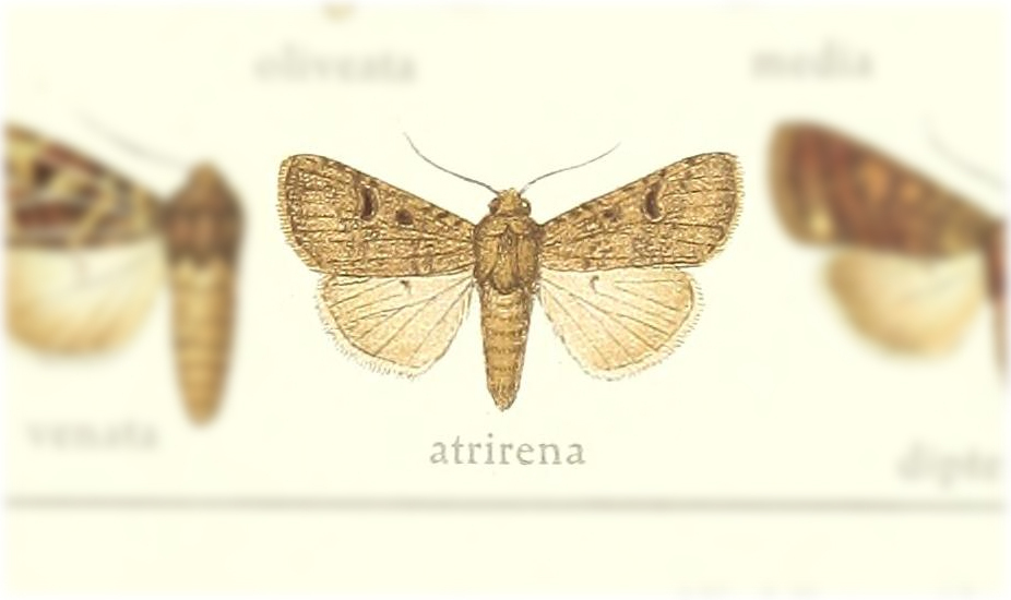 Apospasta atrirena