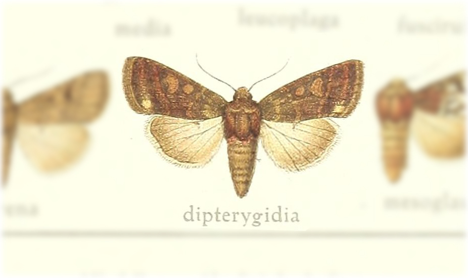 Apospasta dipterigidia