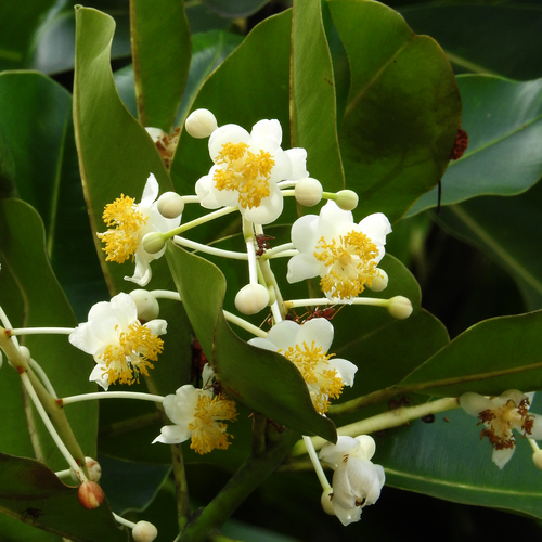 Calophyllum inophyllum