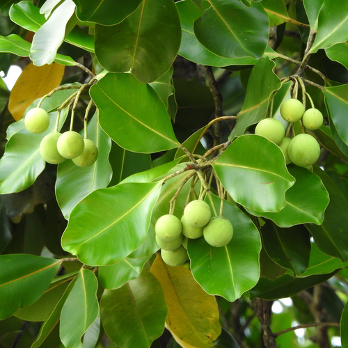 Calophyllum inophyllum