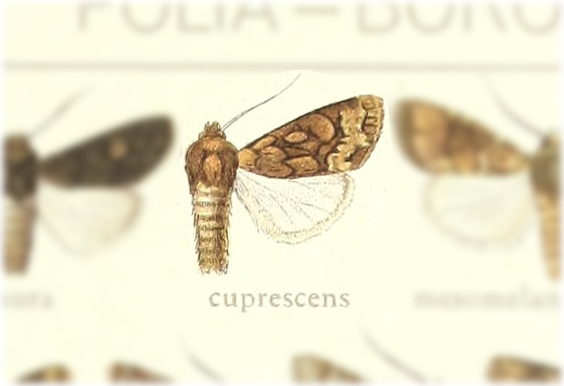 Polia cuprescens
