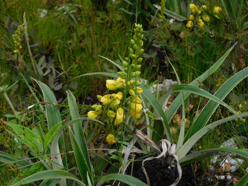 Ochnaceae observed 2025-01-29