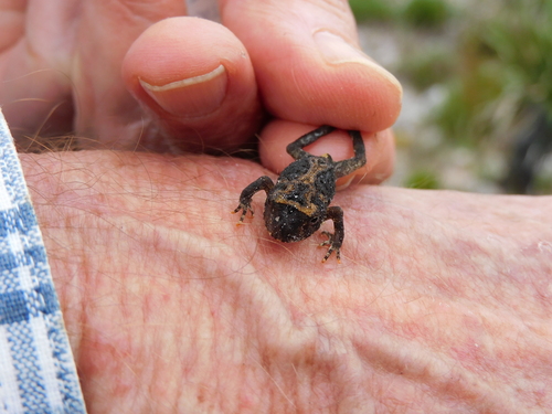 Cururu Smooth Horned Frog, Proceratophrys cururu