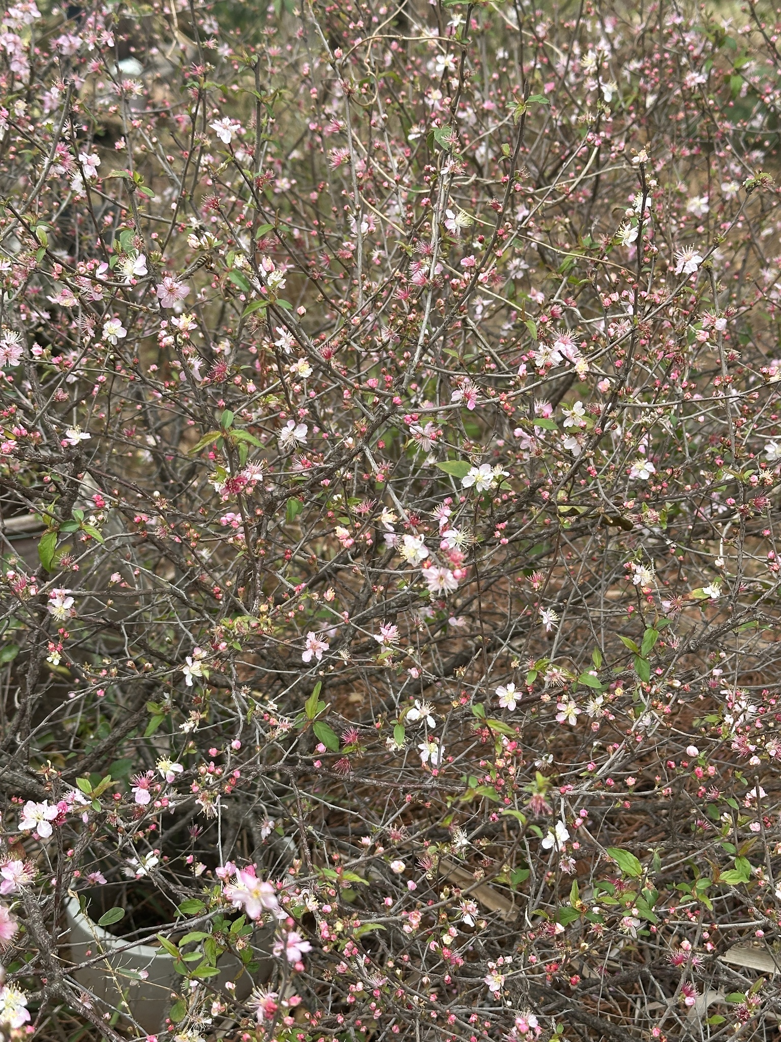 Imagem de Cerejeira-do-japão