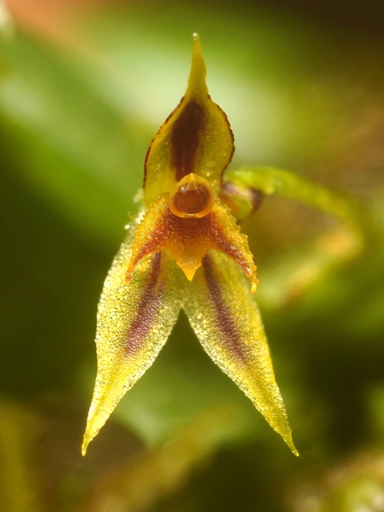 Andinia trimytera