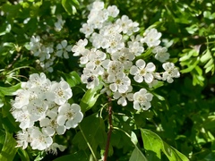 Crataegus monogyna