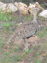 Eupodotis ruficrista