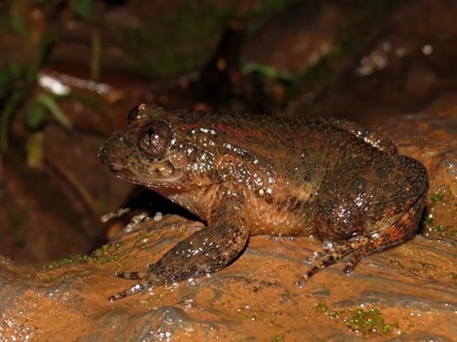 Dattatregy Night Frog, Nyctibatrachus dattatreyaensis