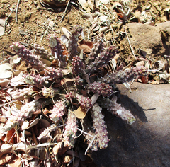 Anthacanthae