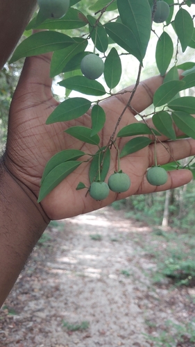 Margaritaria anomala observed 2025-01-26
