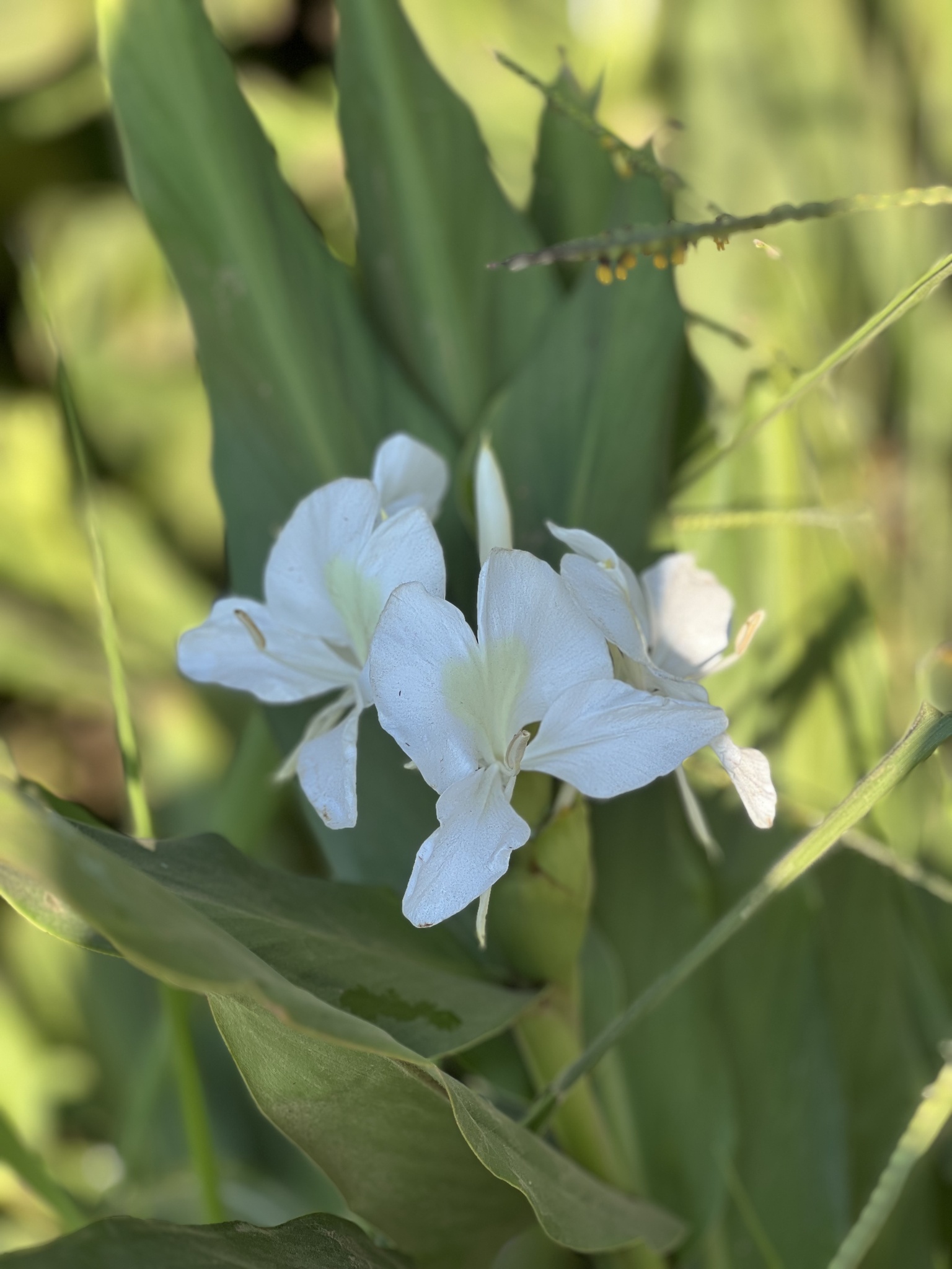 Hedychium coronarium