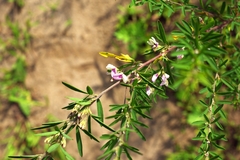 Lespedeza juncea