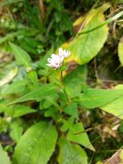 Persicaria runcinata