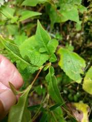 Persicaria runcinata