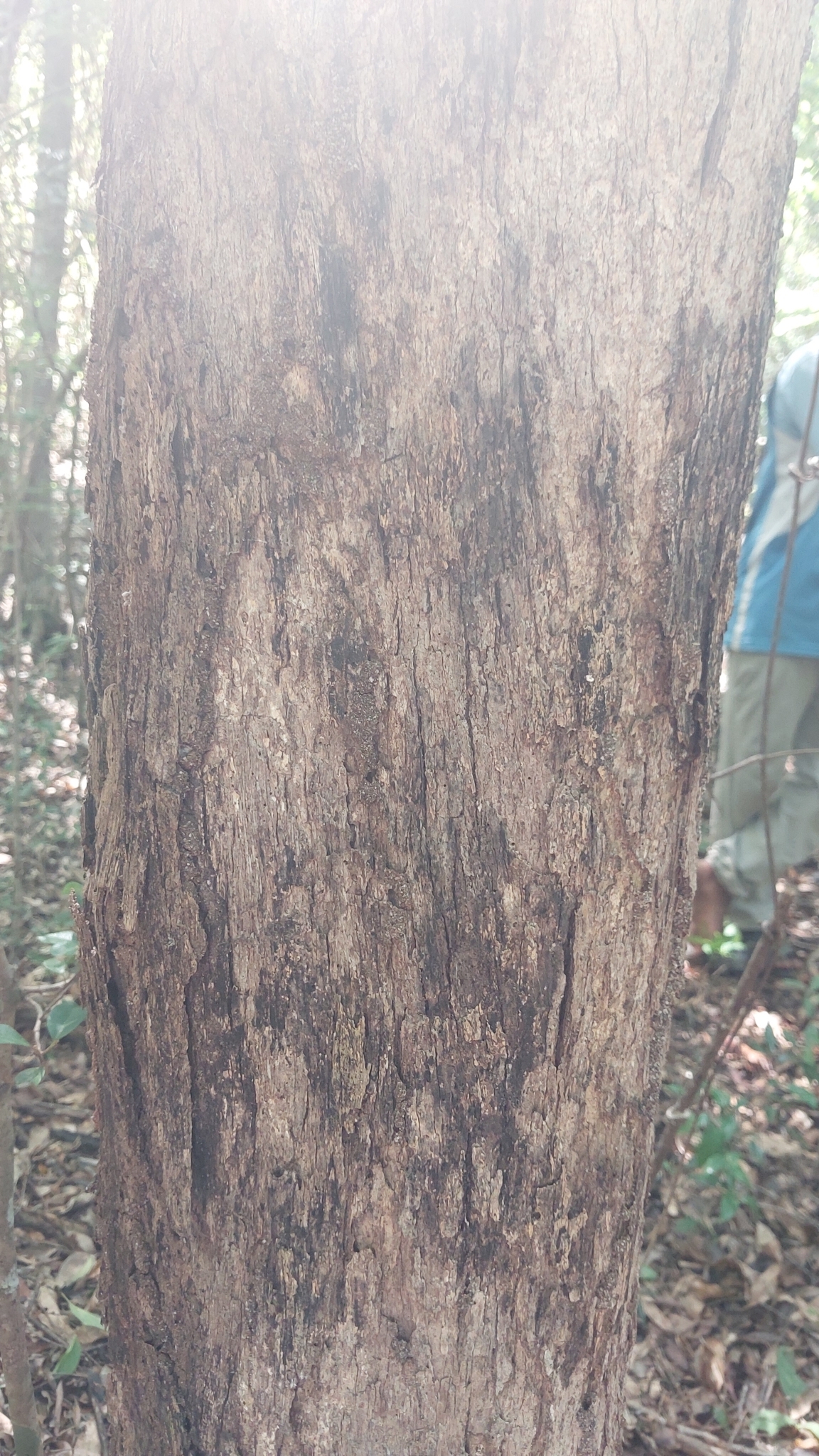 Imagem de Vitex beraviensis
