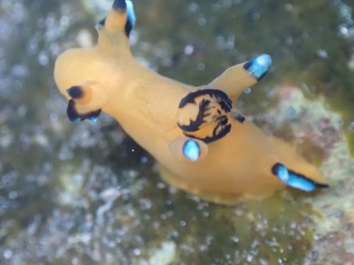 ウデフリツノザヤウミウシの写真