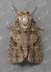 Acronicta exilis