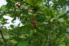 Crataegus dahurica