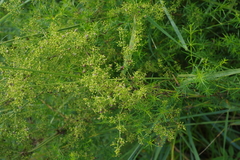 Galium verum