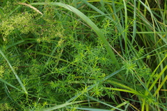 Galium verum