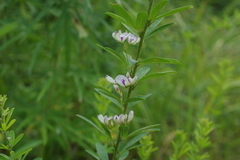 Lespedeza juncea