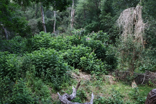 Acanthus polystachyus, photograph 6