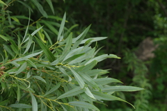 Salix rorida