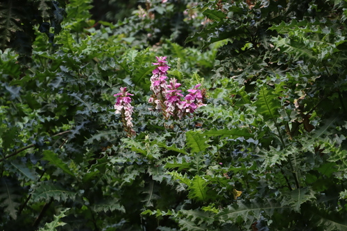 Acanthus polystachyus, photograph 5