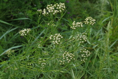 Achillea alpina