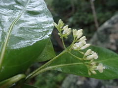 Psychotria pervillei
