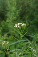 Achillea alpina