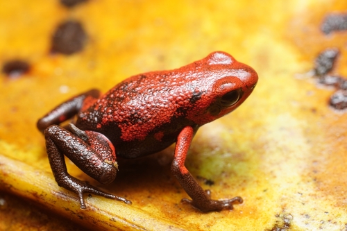 Cassidy's Poison Dart Frog, Andinobates cassidyhornae