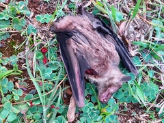 Rousettus aegyptiacus