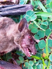 Rousettus aegyptiacus