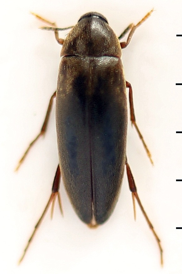 Orchesia fusiformis