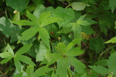 Anemonastrum dichotomum