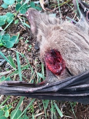 Rousettus aegyptiacus