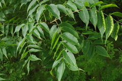 Fraxinus mandshurica
