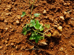 Cocculus hirsutus