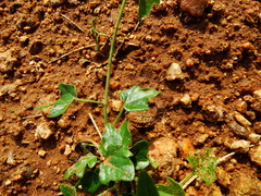 Cocculus hirsutus