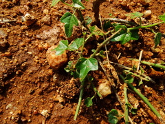 Cocculus hirsutus