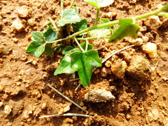 Cocculus hirsutus