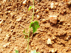 Cocculus hirsutus